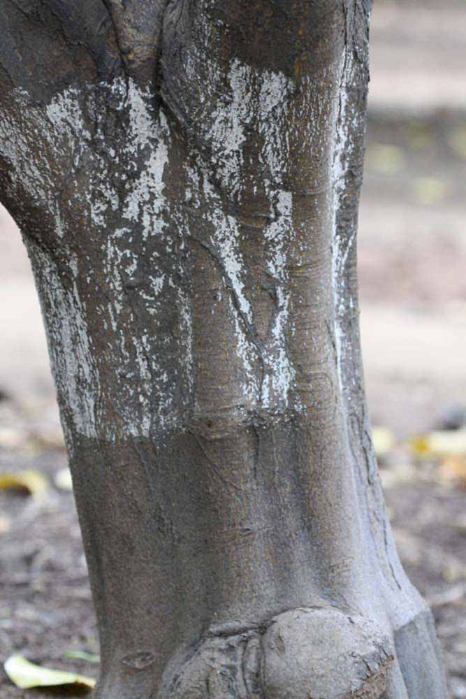              Bark (Limoneira 8-A, Riverside, CA)       